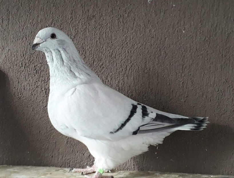 received_629976677690196 - Pui 2025