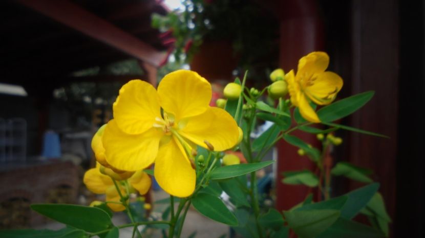 Cassia - Culori 2020