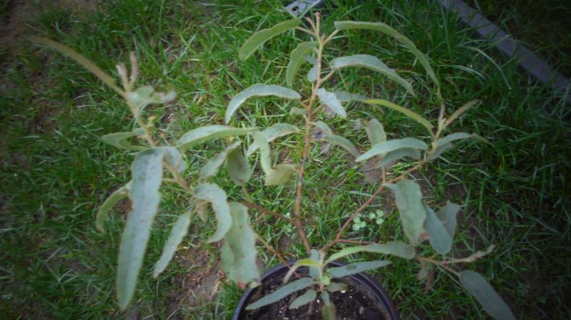 Eucalyptus citriodora - Culori 2020