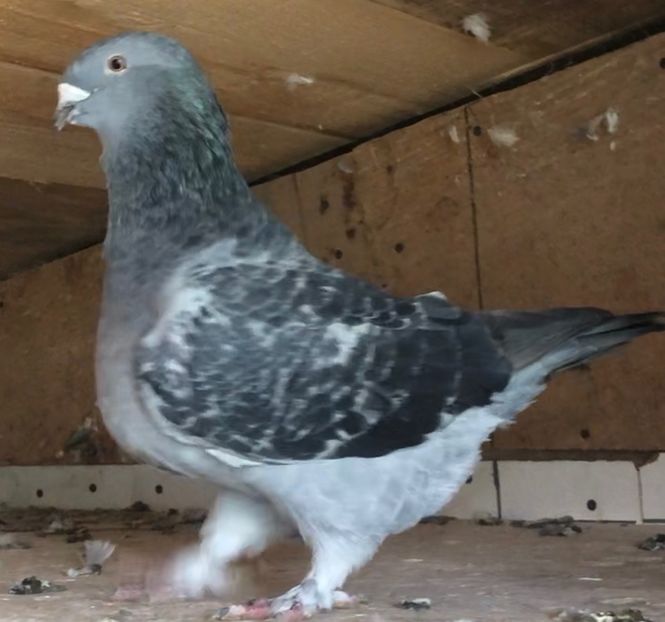 F-2018 - Femele pentru 2021