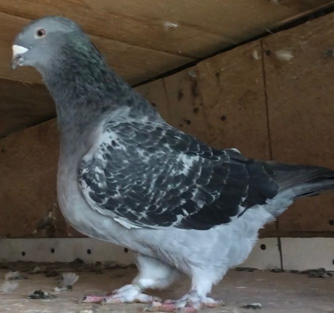  - Femele pentru 2021