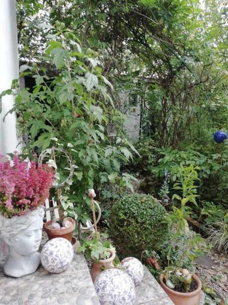  - Grădina 2020 continuare 2