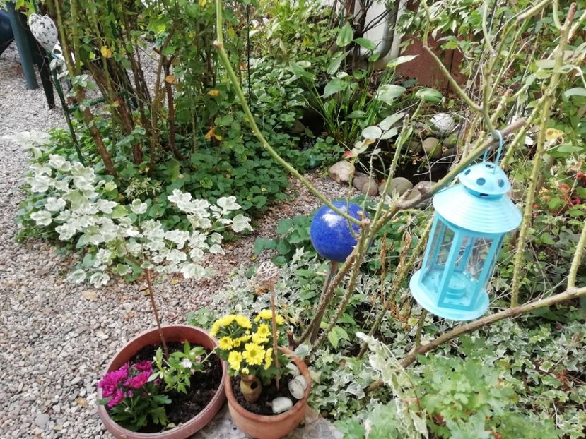  - Grădina 2020 continuare 2