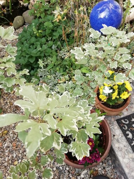  - Grădina 2020 continuare 2