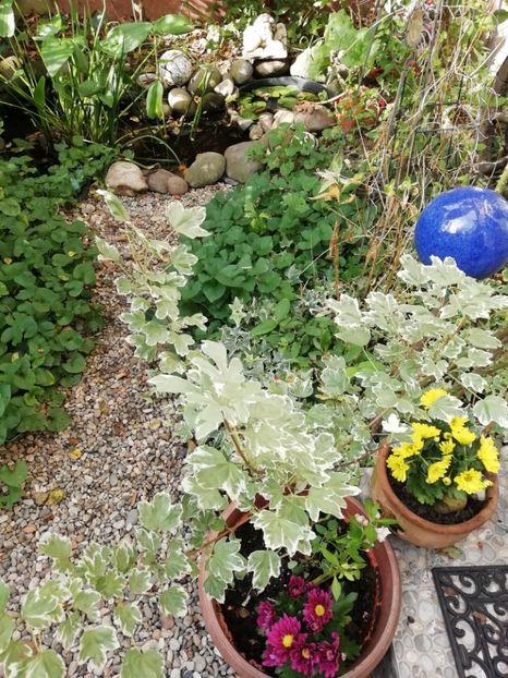  - Grădina 2020 continuare 2