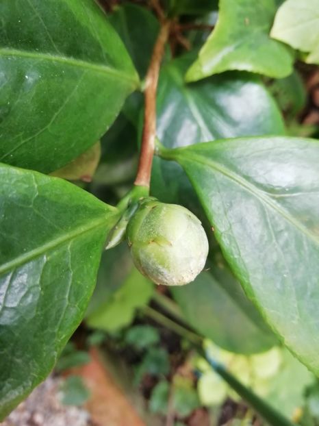  - Grădina 2020 continuare 2