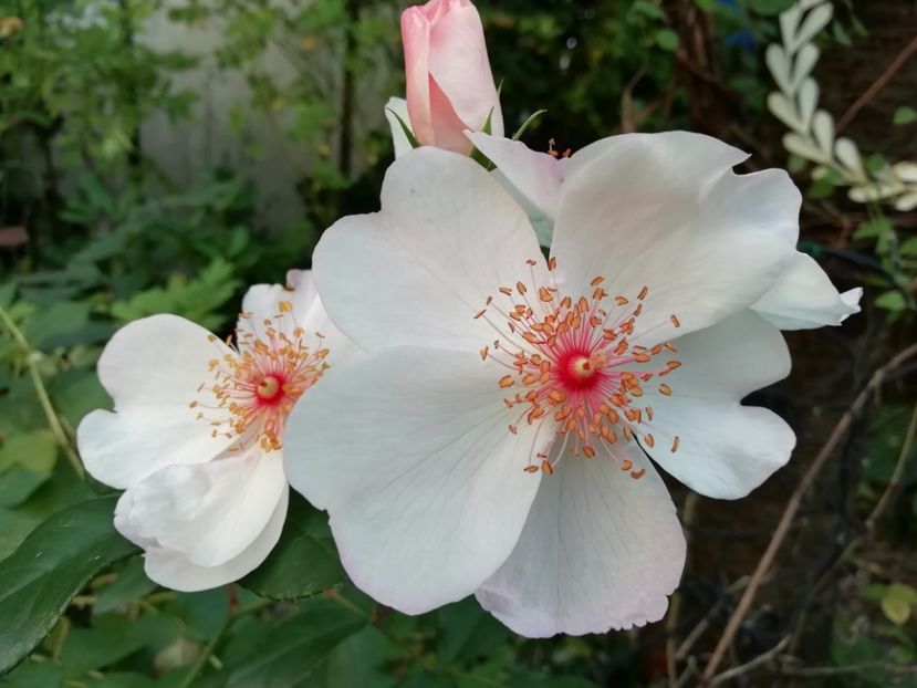  - Grădina 2020 continuare 2