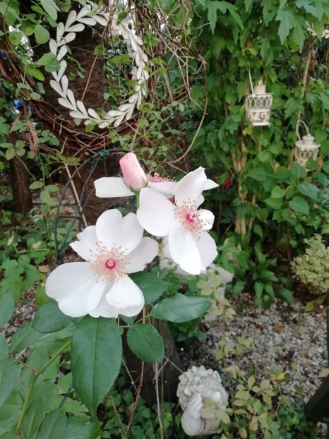  - Grădina 2020 continuare 2