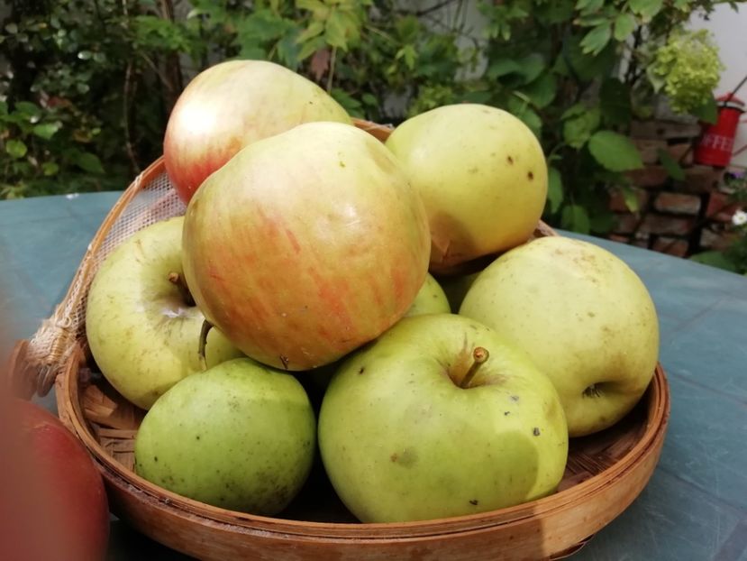  - Grădina 2020 continuare 2