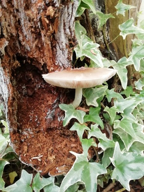  - Grădina 2020 continuare 2