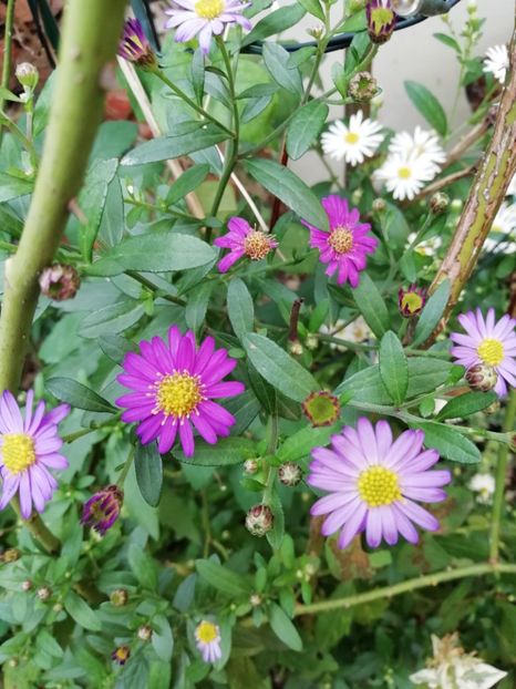  - Grădina 2020 continuare 2