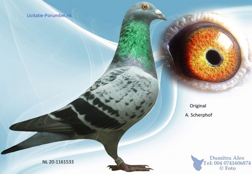  - Porumbei super top 2020 achizitii