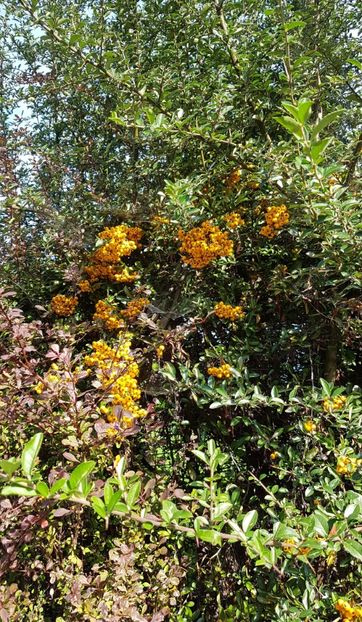 Pyracantha si berberis - Octombrie 2020