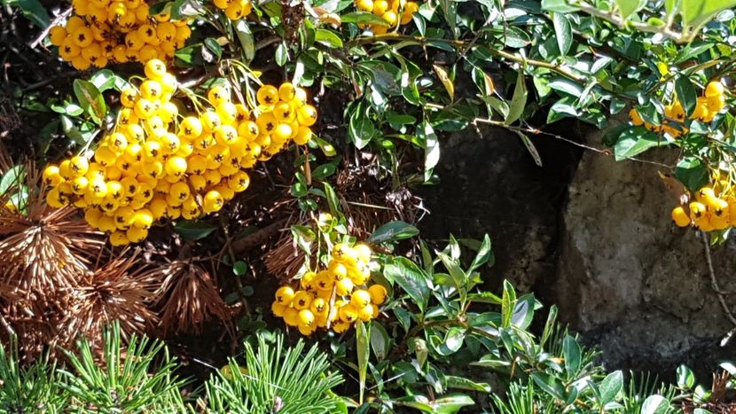 Pyracantha-fructe - Octombrie 2020