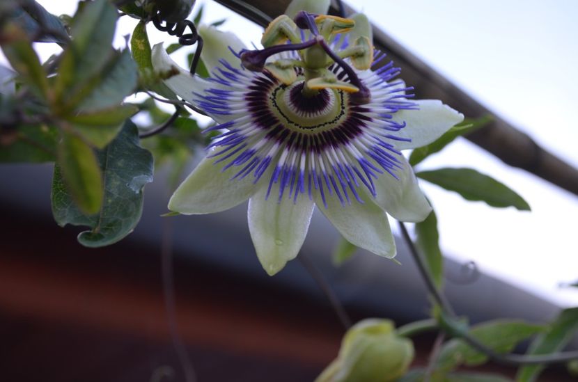  - dragostea  de natura