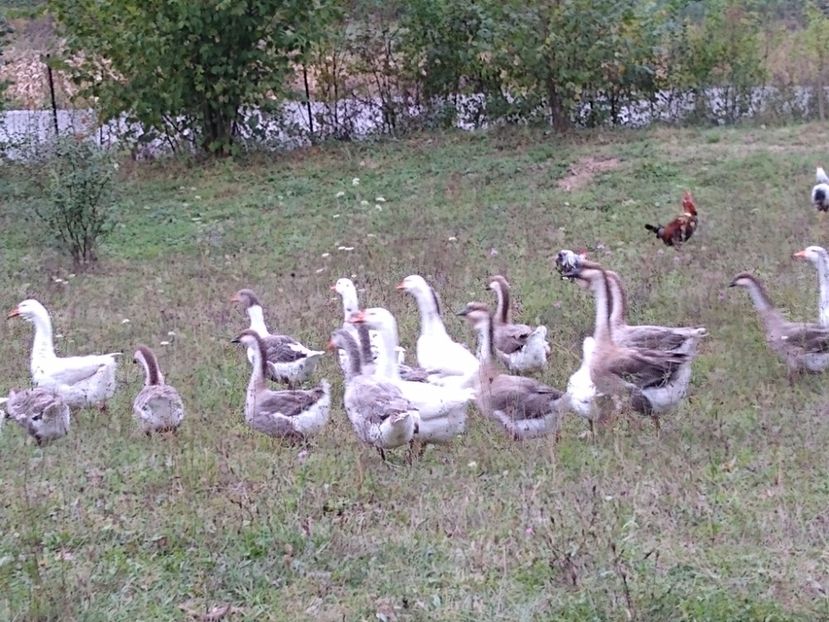 - Gâște africane 2019-2020-2021