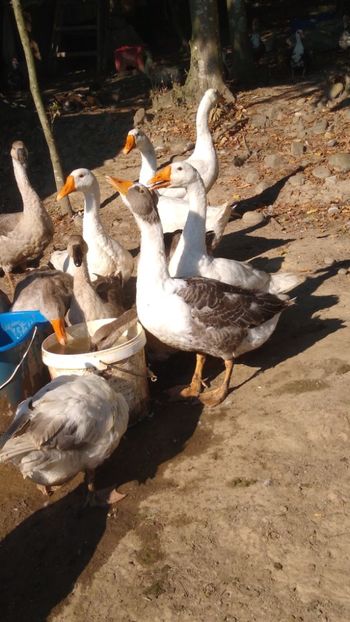  - Gâște africane 2019-2020-2021
