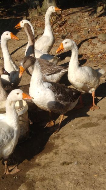  - Gâște africane 2019-2020-2021