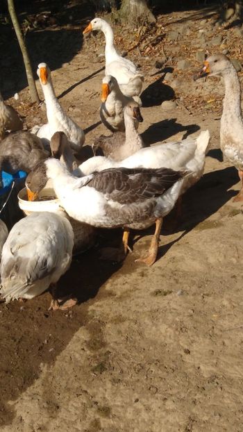  - Gâște africane 2019-2020-2021