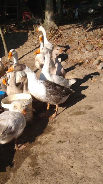  - Gâște africane 2019-2020-2021