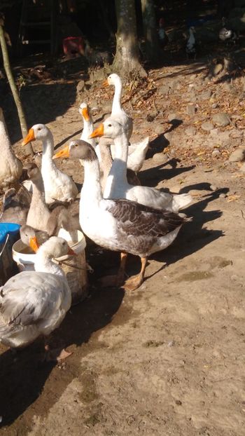  - Gâște africane 2019-2020-2021