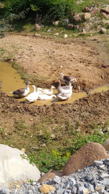  - Gâște africane 2019-2020-2021