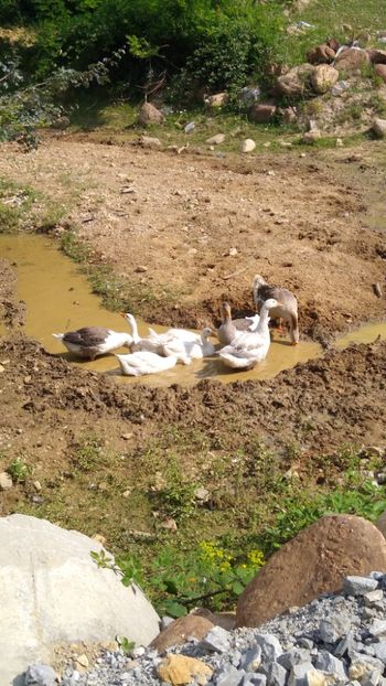  - Gâște africane 2019-2020-2021