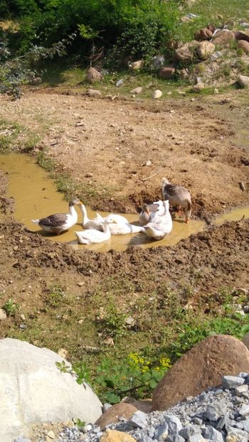  - Gâște africane 2019-2020-2021