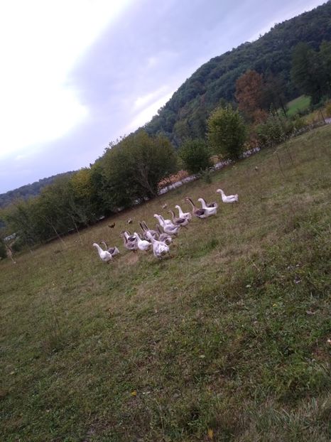  - Gâște africane 2019-2020-2021