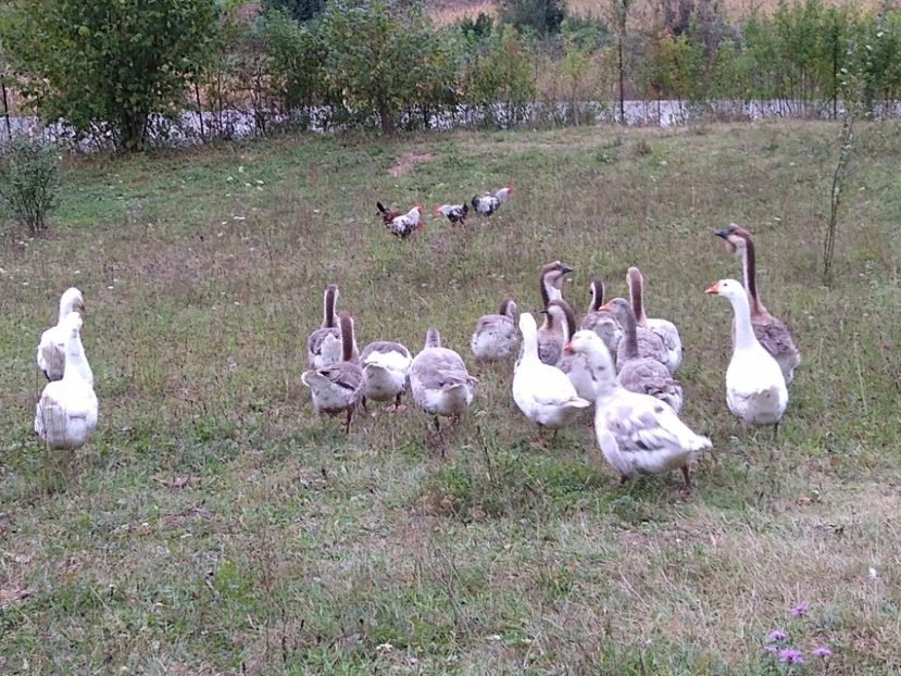  - Gâște africane 2019-2020-2021