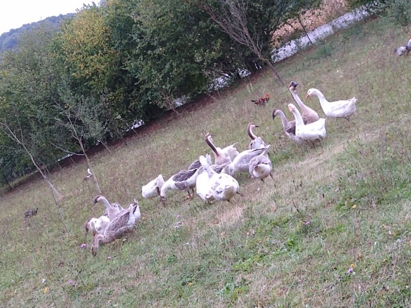 - Gâște africane 2019-2020-2021