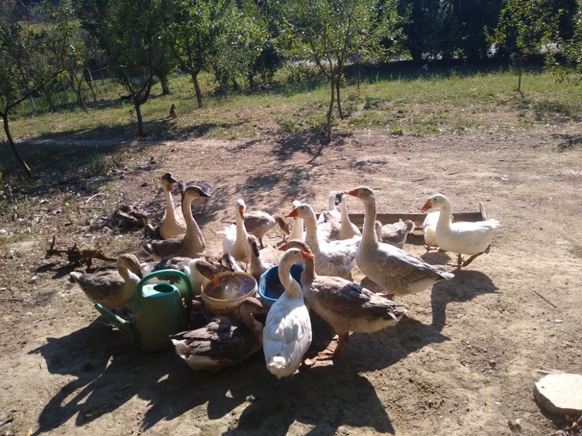  - Gâște africane 2019-2020-2021