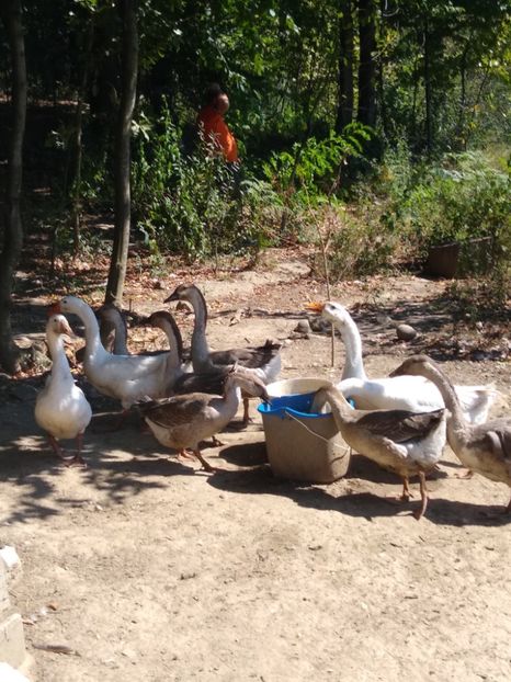  - Gâște africane 2019-2020-2021