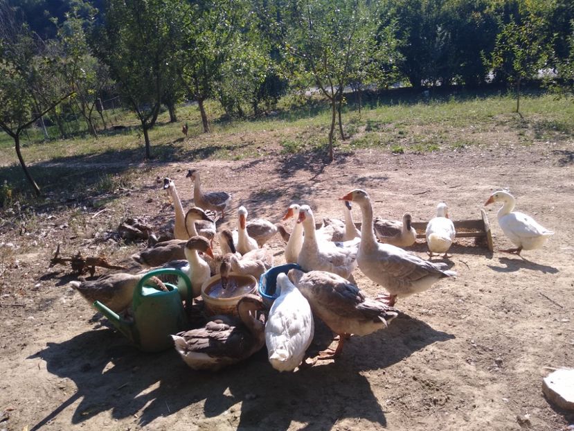  - Gâște africane 2019-2020-2021