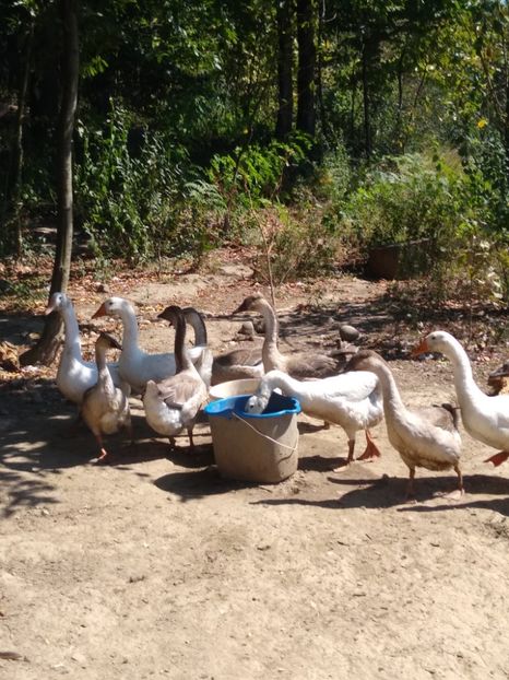  - Gâște africane 2019-2020-2021