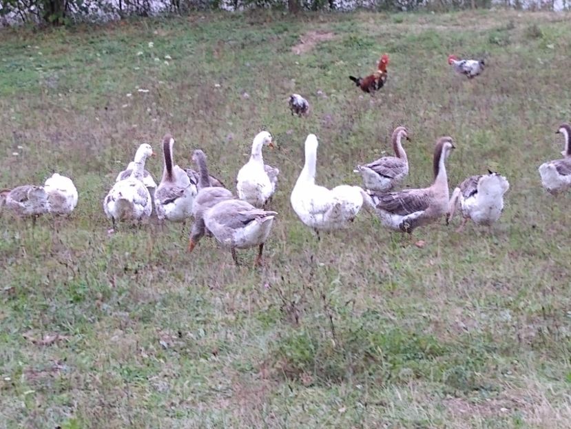  - Gâște africane 2019-2020-2021