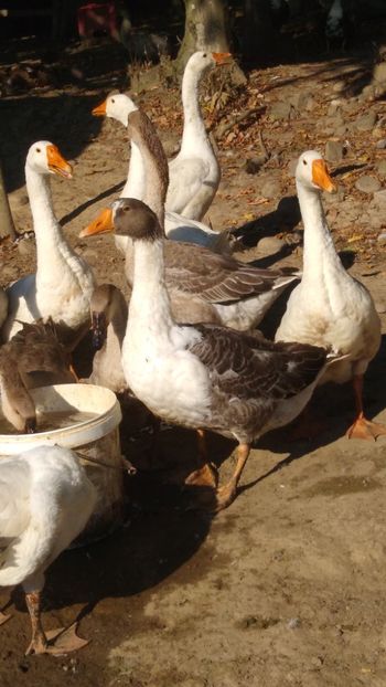  - Gâște africane 2019-2020-2021