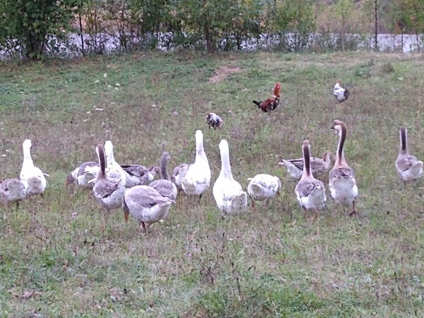  - Gâște africane 2019-2020-2021