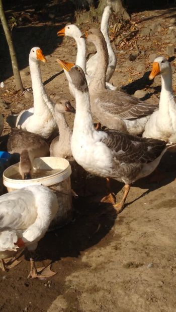  - Gâște africane 2019-2020-2021