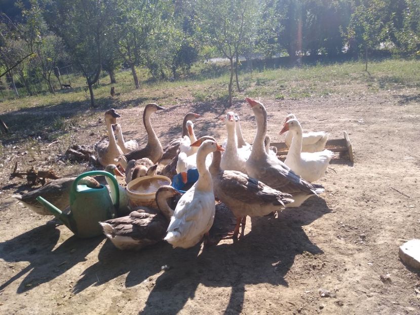  - Gâște africane 2019-2020-2021