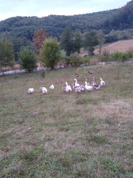  - Gâște africane 2019-2020-2021