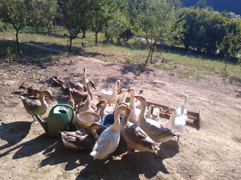  - Gâște africane 2019-2020-2021
