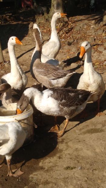  - Gâște africane 2019-2020-2021