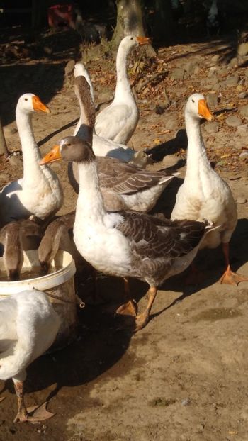  - Gâște africane 2019-2020-2021