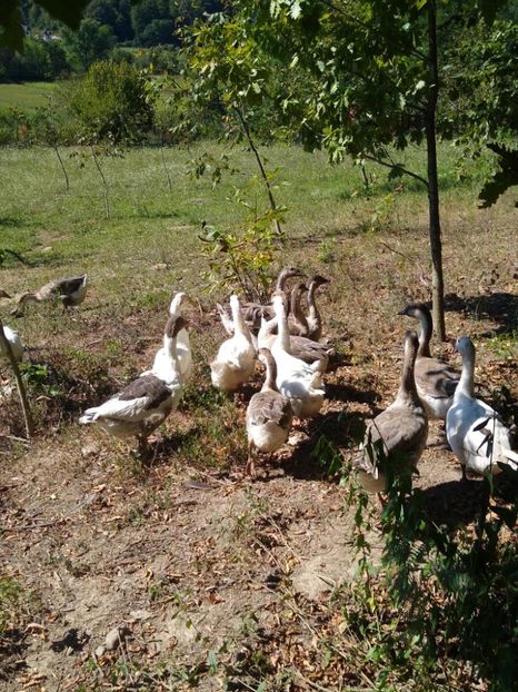  - Gâște africane 2019-2020-2021