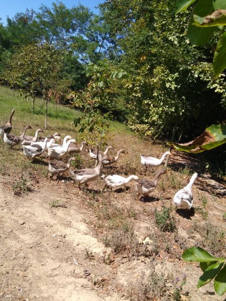  - Gâște africane 2019-2020-2021