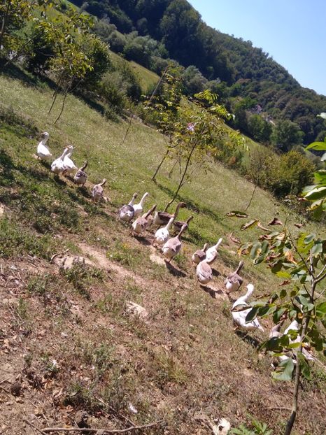  - Gâște africane 2019-2020-2021