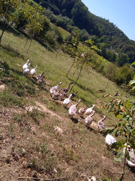  - Gâște africane 2019-2020-2021