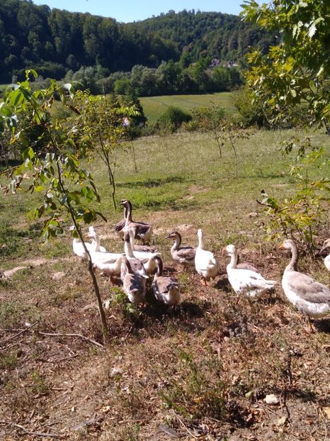  - Gâște africane 2019-2020-2021