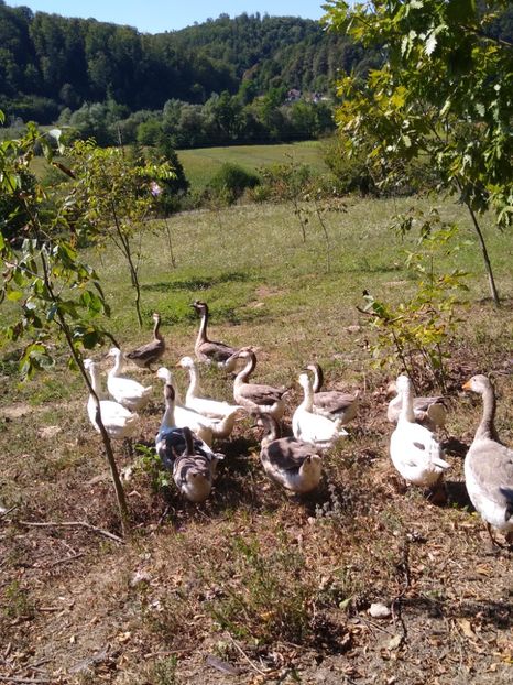  - Gâște africane 2019-2020-2021